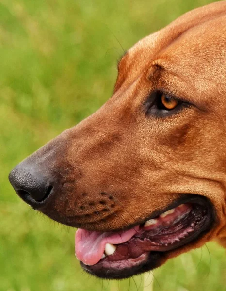 Retrato Uma Senhora Ridgeback Rodésia — Fotografia de Stock