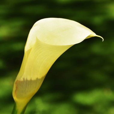 Sarı bir zambak çiçeğine yaklaş
