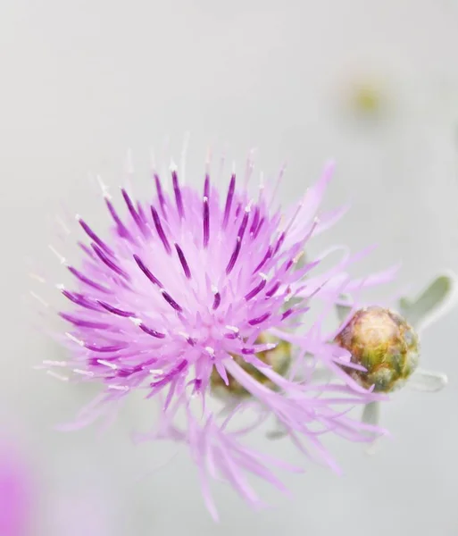 Primo Piano Bel Fiore Cardo Mariano — Foto Stock