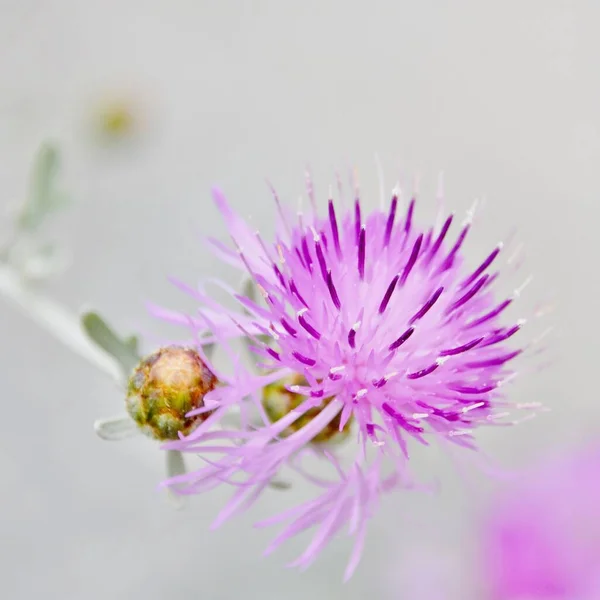 Close Uma Bela Flor Cardo Leite — Fotografia de Stock