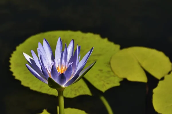 Заверніть Прекрасну Блакитну Квітку Лотоса — стокове фото