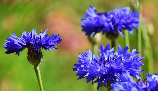 Close Beautiful Blue Cornflowers Spring Sunlight — Stock Photo, Image