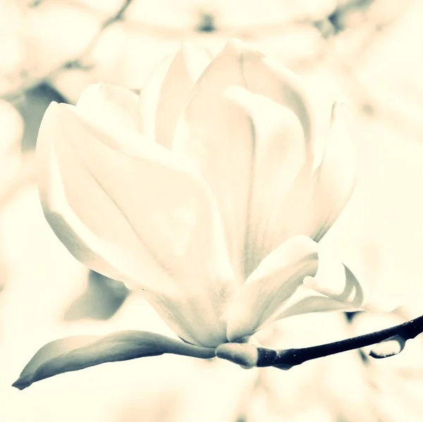 Primer Plano Hermoso Rosa Blanco Alexandrina Magnolia Flor Monocromo — Foto de Stock