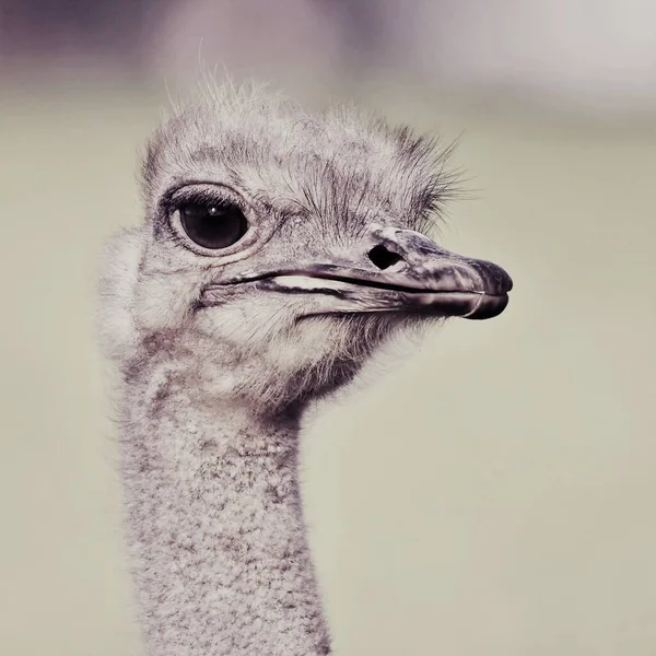 Portret Van Een Struisvogel Met Grote Ogen — Stockfoto