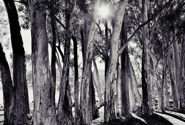 Großaufnahme Großer Eukalyptusbäume Monochrom — Stockfoto