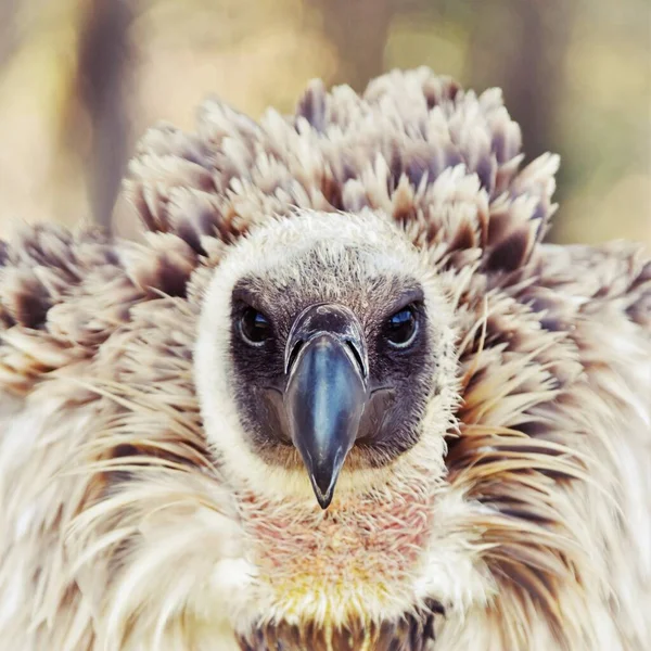 Portrait Large Brown Cape Vulture — Fotografia de Stock