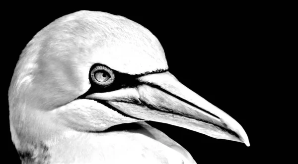 Fechar Belo Gannet Monocromático — Fotografia de Stock