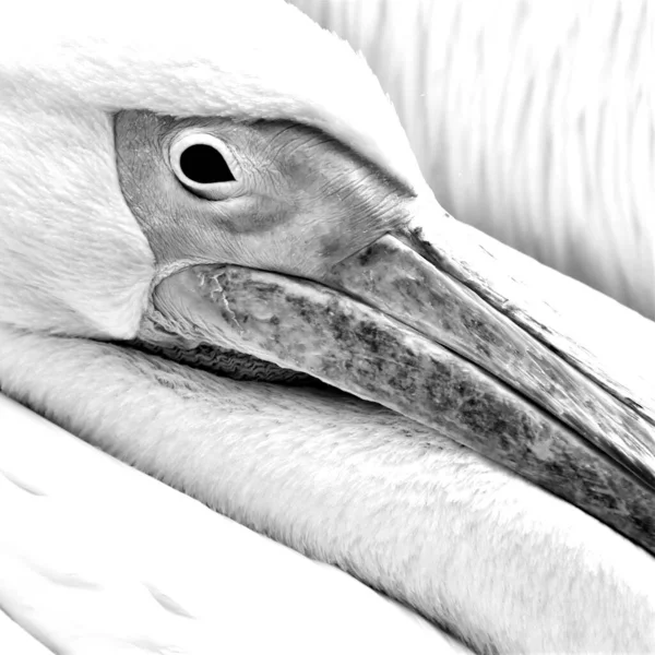 Portret Pelikana Różowym Kolorze Czarno Białym — Zdjęcie stockowe