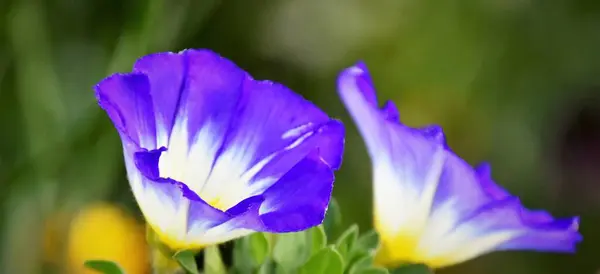 Close Flores Azuis Ipomoea Tricolor Heavenly Blue — Fotografia de Stock