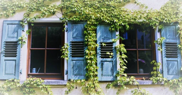 Gros Plan Deux Fenêtres Avec Volets Bleus Vin Sauvage — Photo