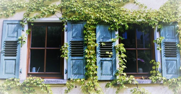 Primer Plano Dos Ventanas Con Persianas Azules Vino Salvaje — Foto de Stock