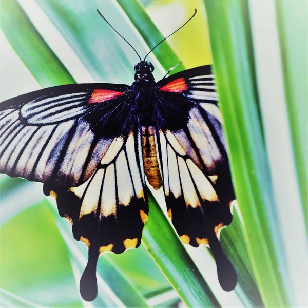 Крупный План Большой Бабочки Листке Юки — стоковое фото