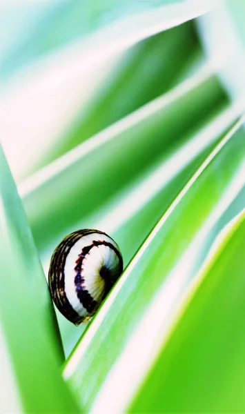 Close Snail Yuca Palm Leaf — Stock Photo, Image