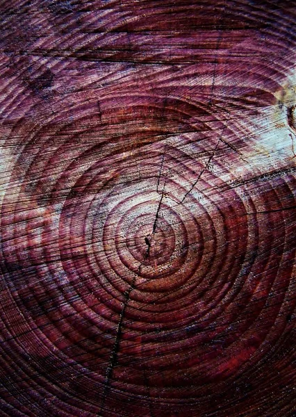 Kesilmiş Bir Ağaç Kütüğünü Güneş Işığında Yüzüklerle Kapat — Stok fotoğraf