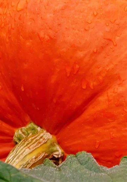 Nahaufnahme Eines Leuchtend Orangen Kürbisses — Stockfoto