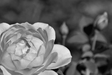 Güzel bir gül monokromuna yaklaş