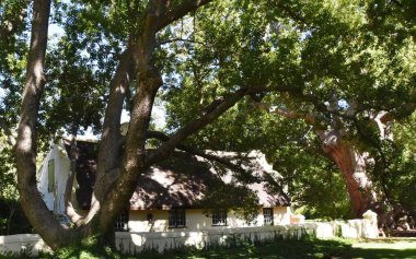 Hugh Kafur ağaçlarının altındaki küçük bir Hollanda Burnu kulübesini kapatın.