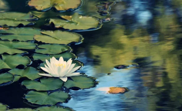 Крупним Планом Красива Біла Водяна Лілія Розквітає Садовому Ставку — стокове фото