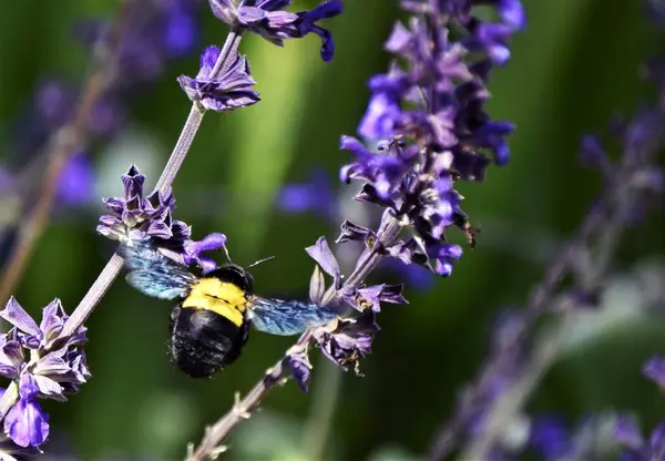 Close Van Een Hommel Lavendel — Stockfoto