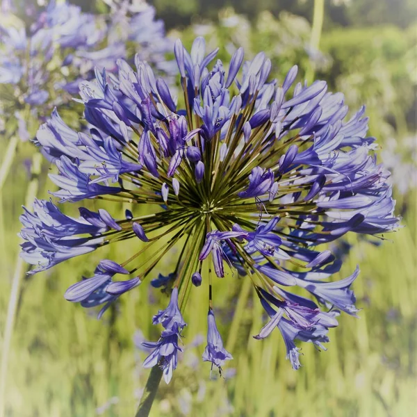 尼罗河蓝色百合花的近景 — 图库照片