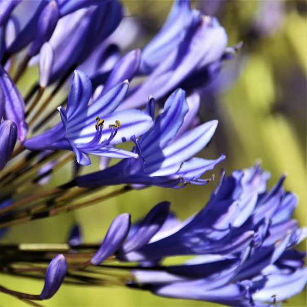 尼罗河蓝色百合花的近景 — 图库照片