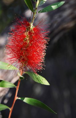 Rclose up of a red bottlebrush blossom