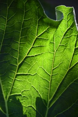 Taze yeşil bir bitki yaprağına yakın.