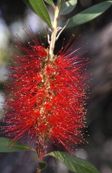 Rclose up of a red bottlebrush blossom