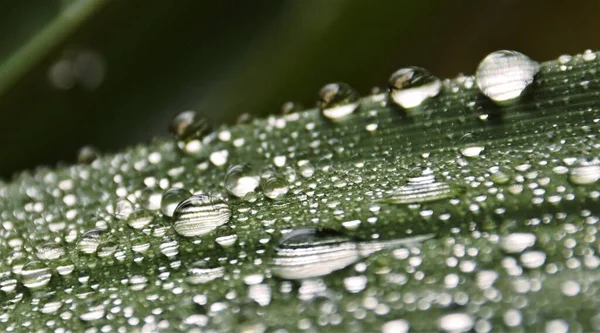 紧贴绿叶上的雨滴 — 图库照片