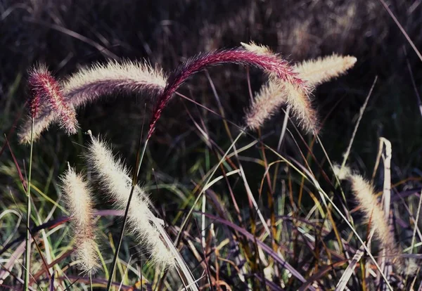 Großaufnahme Von Blauem Büffelgras Sonnenlicht — Stockfoto