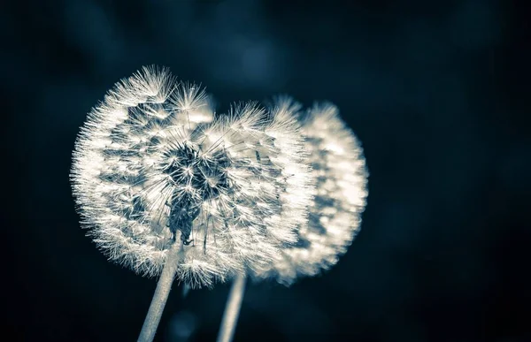 Närbild Vanlig Maskros Blåsa Boll Solsken — Stockfoto