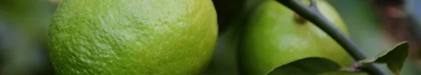 Közelkép Egy Zöld Kumquat Gyümölcsről Egy Ágon — Stock Fotó