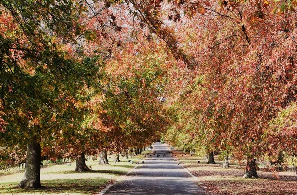 Avenue Med Höstfärgade Pin Oak Träd Royaltyfria Stockbilder