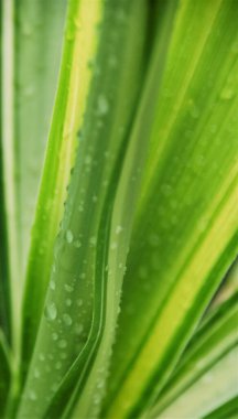 Yeşil ve sarı Yucca yapraklarını yağmur damlalarıyla kapatın