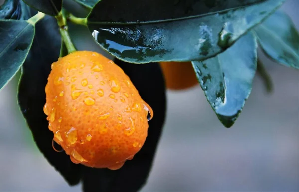 Avvicinamento Agrume Kumquat Arancione — Foto Stock