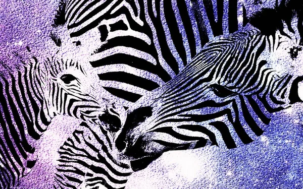 Közelkép Zebra Anyáról Borjújáról — Stock Fotó