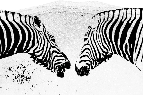 Porträt Zweier Zebras Mixed Media — Stockfoto