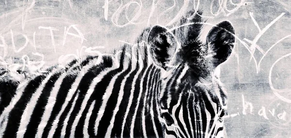 Zbliżenie Abstrakt Zebra Czerni Bieli — Zdjęcie stockowe