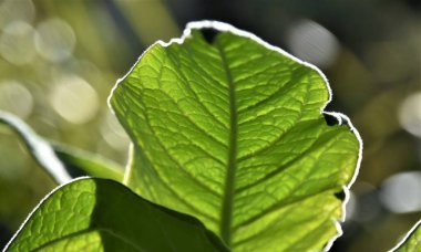 Taze yeşil bir bitki yaprağına yakın.