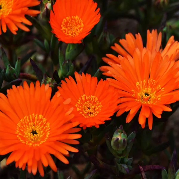 Zblízka Krásné Oranžové Koncové Květy Ledové Rostliny — Stock fotografie