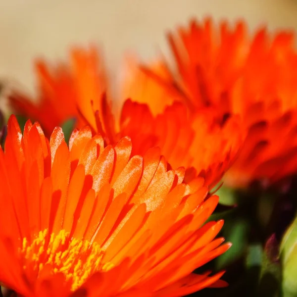 Primer Plano Hermosas Flores Plantas Hielo Color Naranja Que Arrastran —  Fotos de Stock