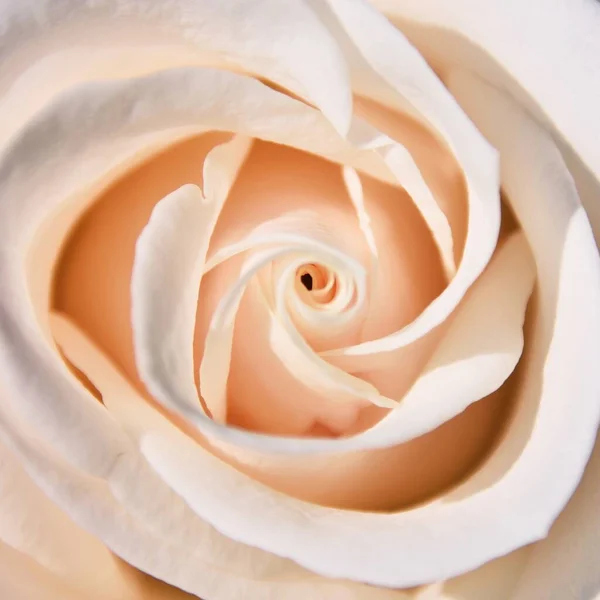 Zbliżenie Pięknej Białej Róży — Zdjęcie stockowe