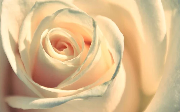 Close Beautiful White Rose — Stock Photo, Image