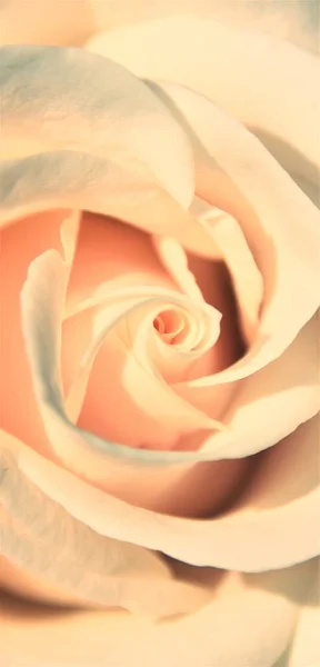 Close Beautiful White Rose — Stock Photo, Image