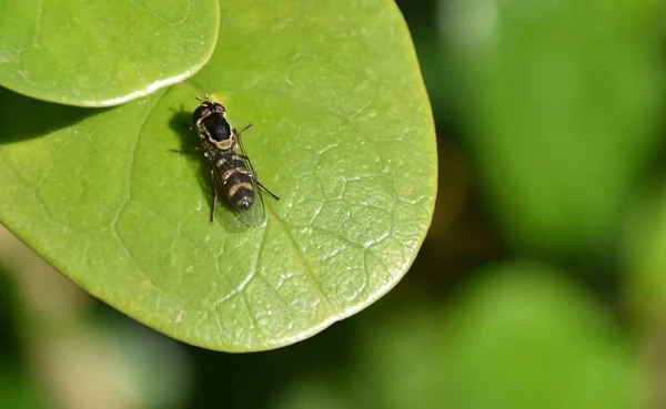 Close Van Een Zweefvlieg Een Fris Groen Plantenblad — Stockfoto