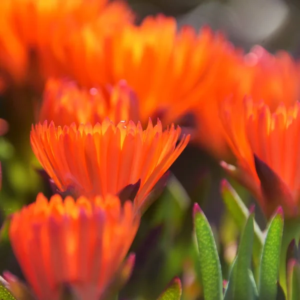 Zblízka Krásné Oranžové Koncové Květy Ledové Rostliny — Stock fotografie
