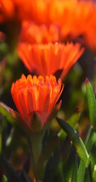 Primer Plano Hermosas Flores Plantas Hielo Color Naranja Que Arrastran —  Fotos de Stock