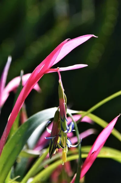 Close Beautiful Queen Tears Flower — Stock Photo, Image