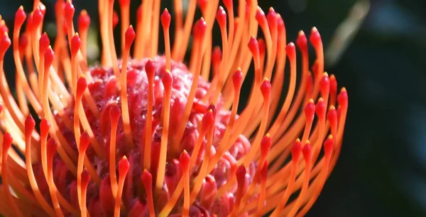 Close Uma Flor Protea Pincushion Comum — Fotografia de Stock