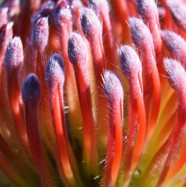 Primer Plano Alfiletero Común Protea Blossom —  Fotos de Stock